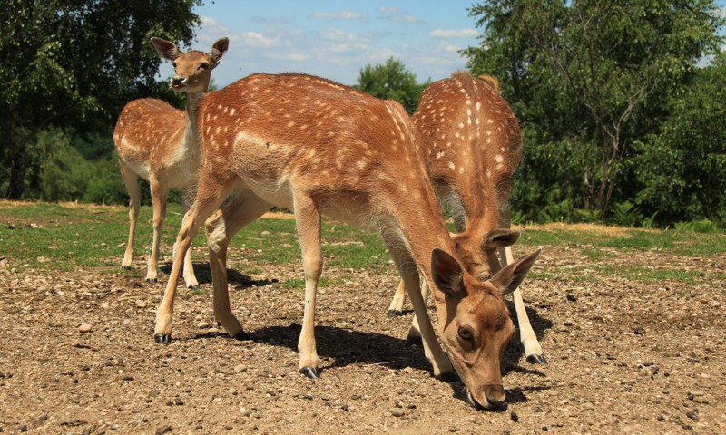Excursie la Parcul de Agrement Moara de Vânt